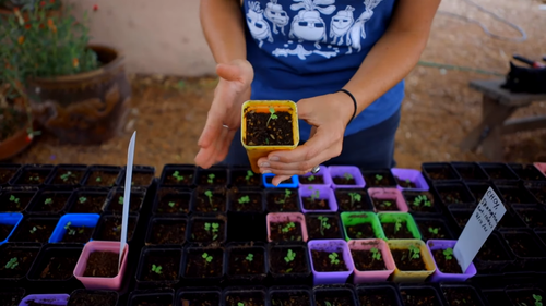 Fall Vegetables to Plant From Seed Now 🌱🍂 2 14 screenshot.png