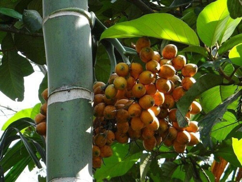 platone betel nut supari plant p.jpg