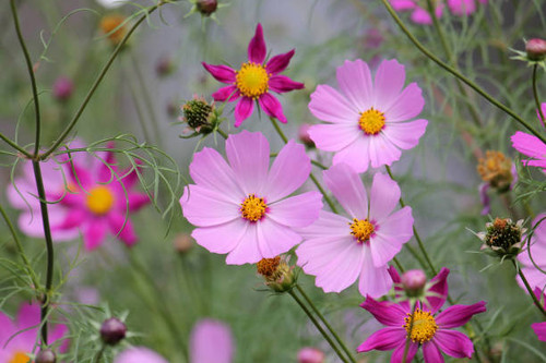 Pink flowers of Cosmos plants (Cosmos bipinnatus) in garden. August, Belarus.jpg