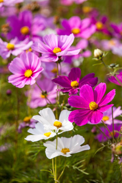 Vintage Pink Cosmos flowers with sky.jpg