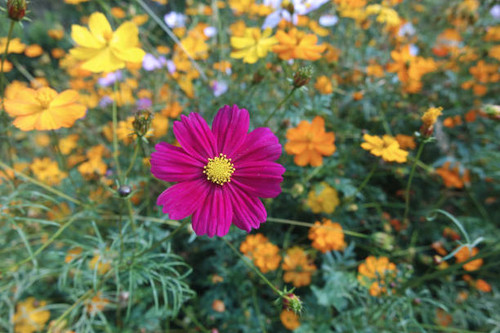 Purple Cosmos bipinnatus Flowers In Full Bloom In Field.jpg