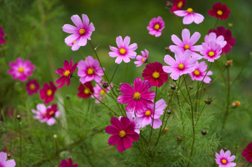 Vibrant colorful flowers in a garden in full bloom.jpg
