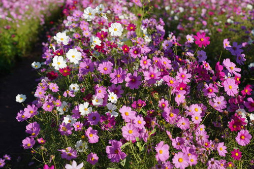 violet verbena flower at chiang mai.jpg