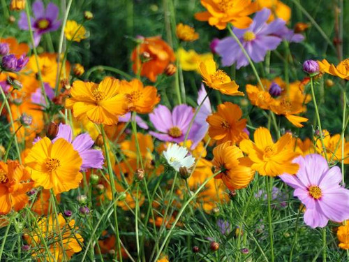 A vibrant field of orange and purple cosmos flowers in full bloom under sunlight..jpg