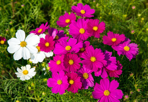 beautiful flower in the garden.jpg