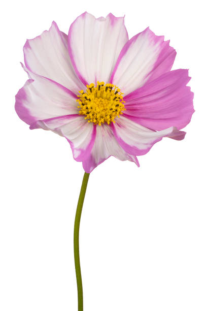 Studio Shot of Magenta and White Colored Cosmos Flower Isolated on White Background. Large Depth of .jpg