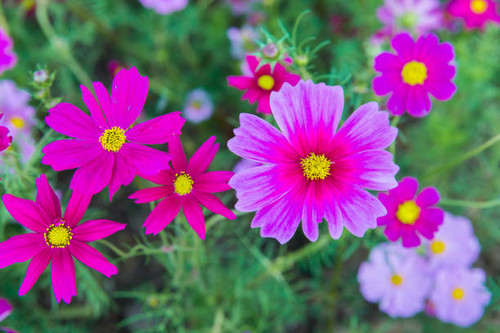blooming pink flower in the garden, Cosmos field in Thailand.jpg