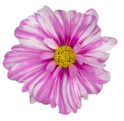 Studio Shot of Magenta Colored Cosmos Flower Isolated on White Background. Large Depth of Field (DOF.jpg