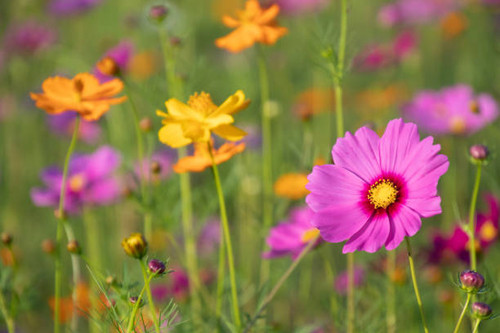 Pink and yellow cosmos flower field background.Beautiful cosmos flower natural garden in countryside.jpg