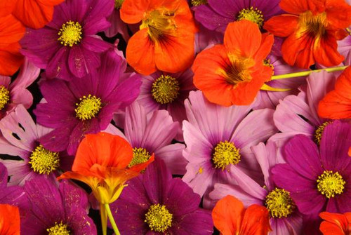 Orange and pink flower background vividly bright, bloom from floral plant on flowerbed in the garden.jpg
