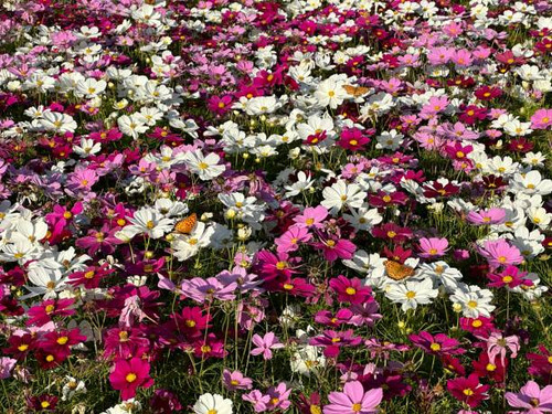 Cosmos Flower Field.jpg