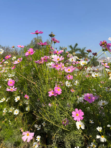 Stock photo shows a stunning garden scene showcasing pink and white cosmos flowers in full bloom. Th.jpg
