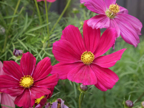Close up of Three Pink Cosmos Flowers in Full Bloom..jpg