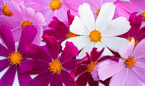 Natural floral background of pink, white, purple cosmos flowers. Bouquet of flowers. nature..jpg