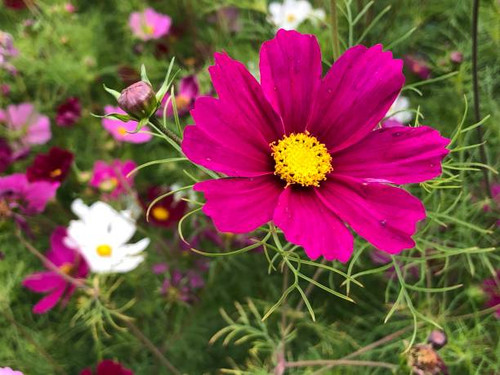 Close-up of bright pink cosmo flowers in the garden.jpg