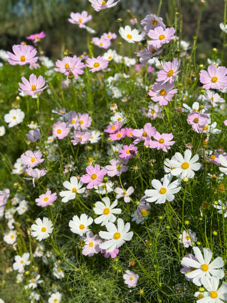 Stock photo shows a vibrant summer garden filled with pink and white cosmos flowers in full bloom. T.jpg