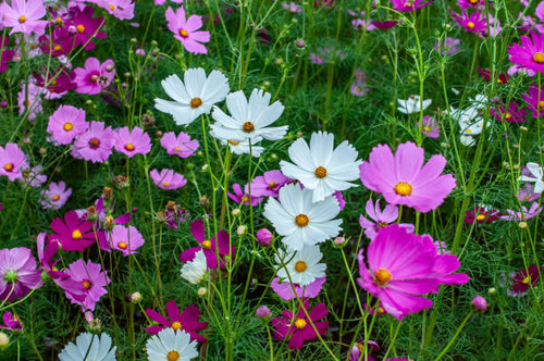 Colorful cosmos flowers garden blooming in spring season.jpg