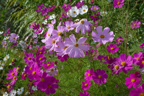 Autumn garden flowers Kosmeya on a background of green grass.jpg