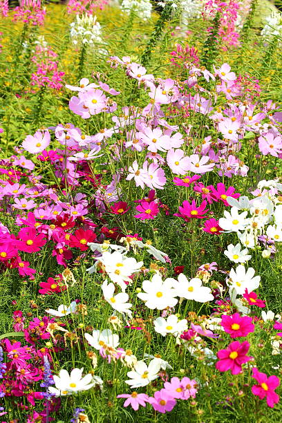 Flower gardens in Thailand.jpg