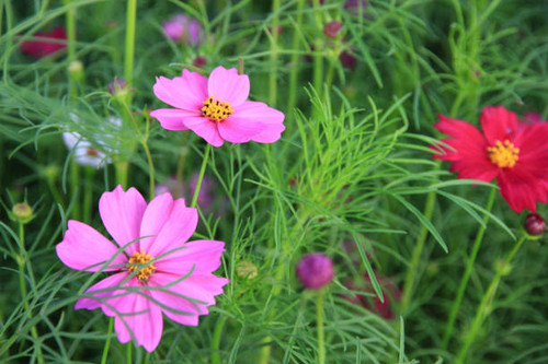 Colorful cosmos flower garden beautiful by nature and there were many in the vast grasslands..jpg