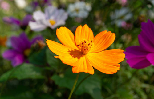 Yellow Cosmos flower.jpg
