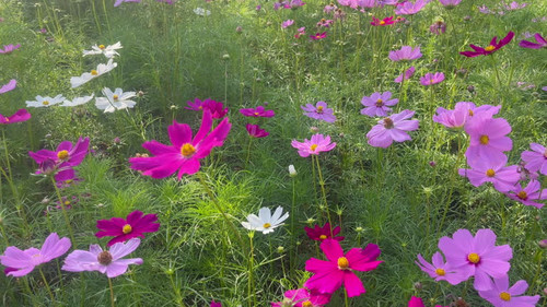Flower garden outdoor on summer, stock video.jpg