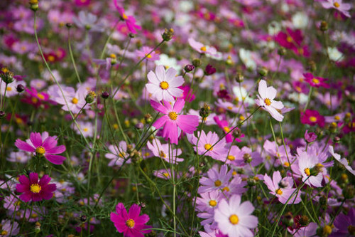 a lot of flower in the garden.jpg