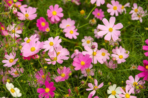 the back light Gesang flower In the field.jpg