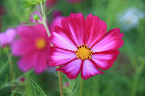 Beautiful flowers in the garden are natural with background is bokeh.Selection focus and macro photo.jpg