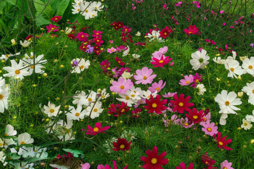Kosmeya.Ischaschnye plants with white, pink, red purple flowers.jpg