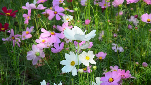 Spring flowers in full bloom at the traditional Sa Dec flower village in Mekong Delta, southern Viet.jpg