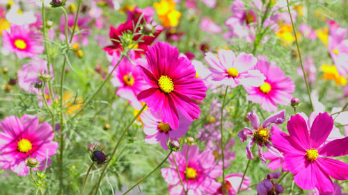 Orange and Pink cosmos flowers bloom beautifully in winter..jpg
