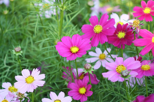 Dark Pink flowers blooming  background, Mexican Aster flower at Chiang Mai Flower Festival,Held in F.jpg