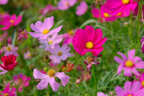 spring and blossom time of Cosmos flowers.jpg