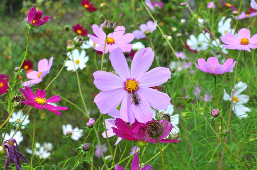 Decorative Cosmos flowers bloom in nature in the flower garden.jpg