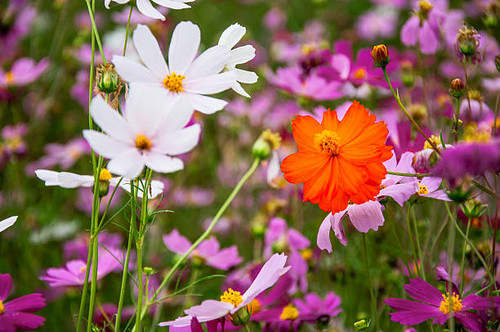 The colorful blossoming galsang flowers closeup in garden..jpg