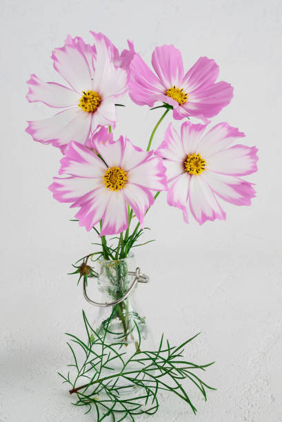 light pink Cosmos flowers isolated on white background..jpg