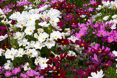 Lot of flowers, a colourful background.jpg