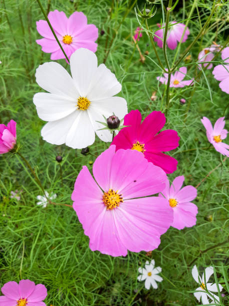 Light delicate flowers of Kosmeya.jpg