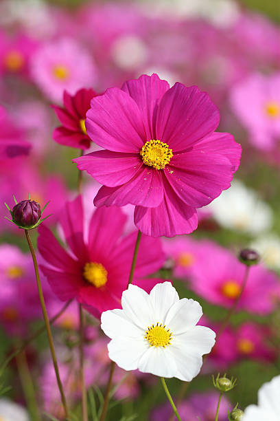 beautiful cosmos flower in field.jpg