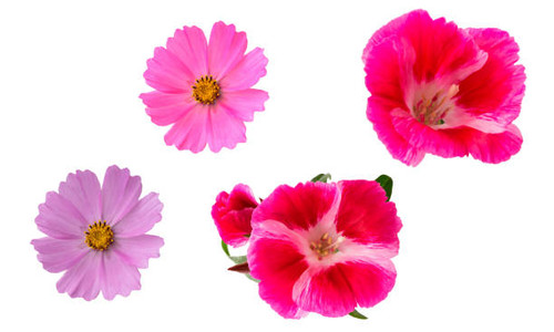 Set. Isolated flowers on a white background. Pink Azalea and Cosmos.jpg