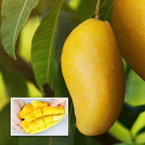 thailand mango giant dream plant.jpg
