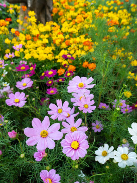 The Multicolored Cosmos Flowers Blooming in The Filed.jpg