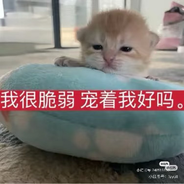 Camera XHS 1772631030054.jpg