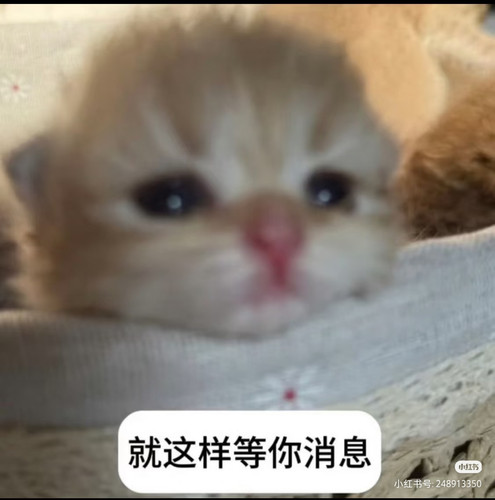 Camera XHS 1772630929565.jpg