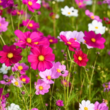 10 cosmos sensation mix 500x d4fd2cc6 5470 4045 8e46 9c9342a83ca8.png