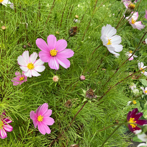11 cosmos mix 1 jpg.jpg