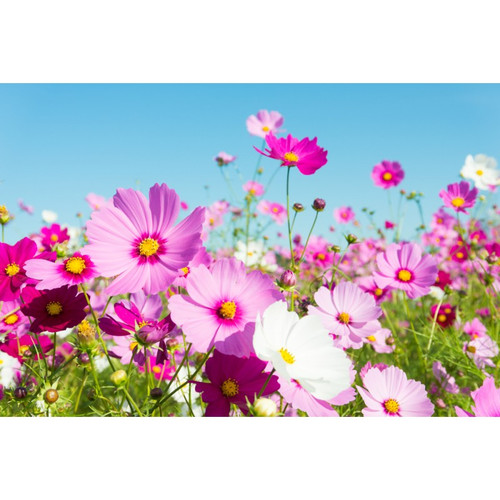 11 cosmos sensation mix 75 seeds jpg.jpg