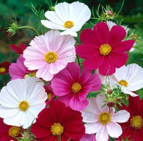 il 1588xN.3925977619 3o74.jpg