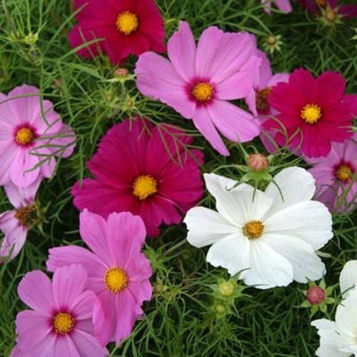 il 1588xN.2209786951 ba9w.jpg